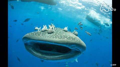 ジンベエザメが繋ぐ未来と深海の神秘。2026年、進化を続ける「いおワールドかごしま水族館」の新たな挑戦