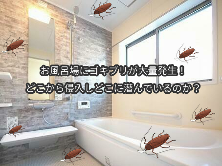 【画像あり】 風呂 場 に ゴキブリ 人気理由と評判まとめ #784