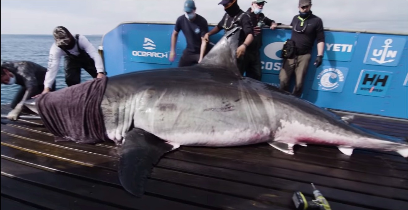 Biggest Great White Shark Ever Caught