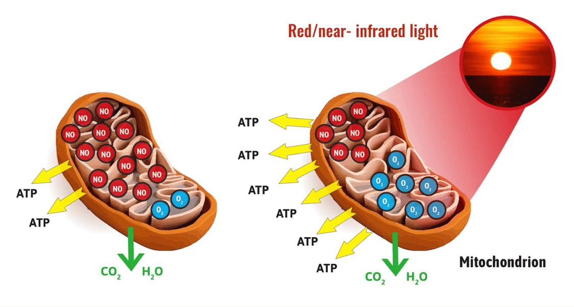 Red Light Therapy for Mitochondrial Health