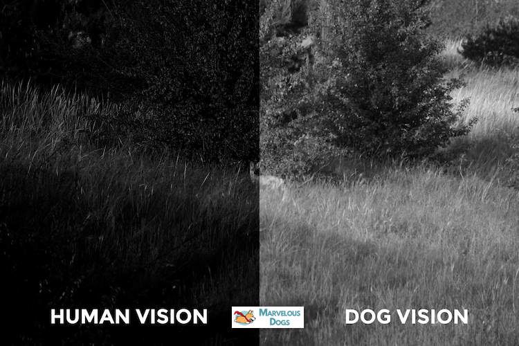 Can Dogs See in the Dark Better Than Humans