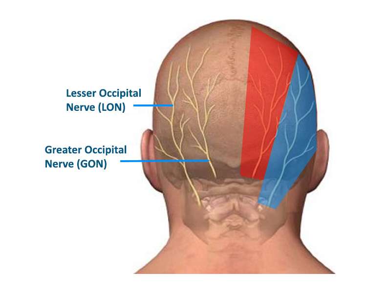 Occipital Area of Head