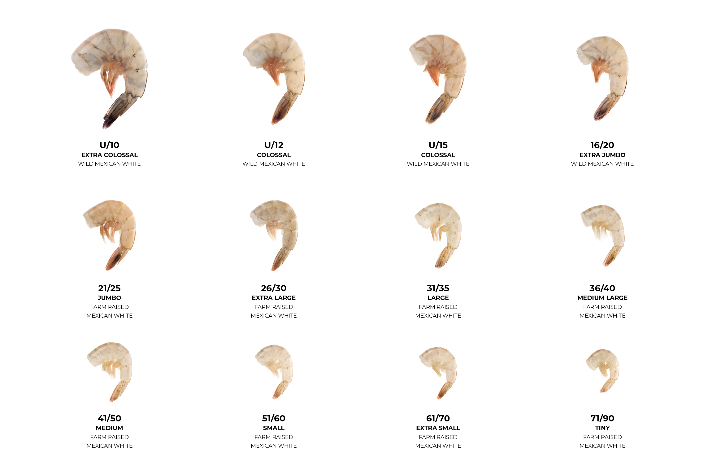 U 12 Shrimp Meaning