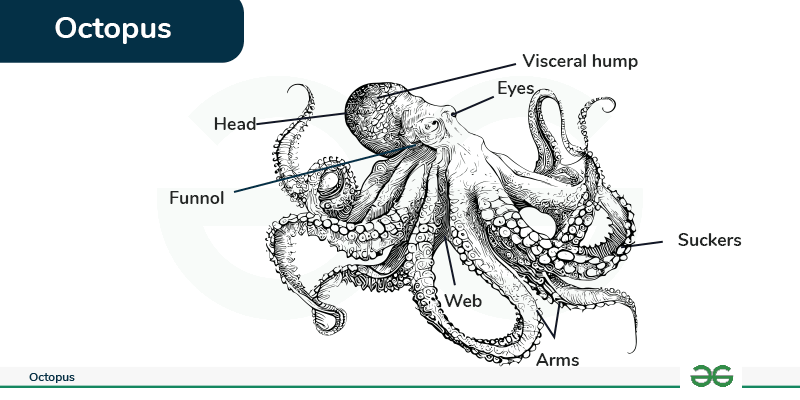 How Many Legs on an Octopus