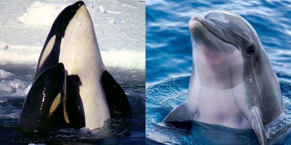 Killer Whale or Dolphin