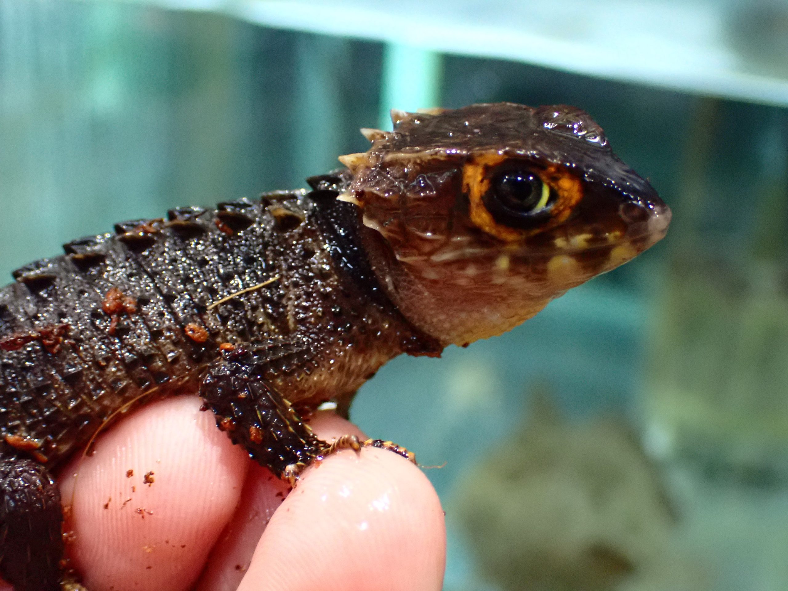 アカメカブトトカゲの値段と初期費用は？2026年最新相場と飼育実態