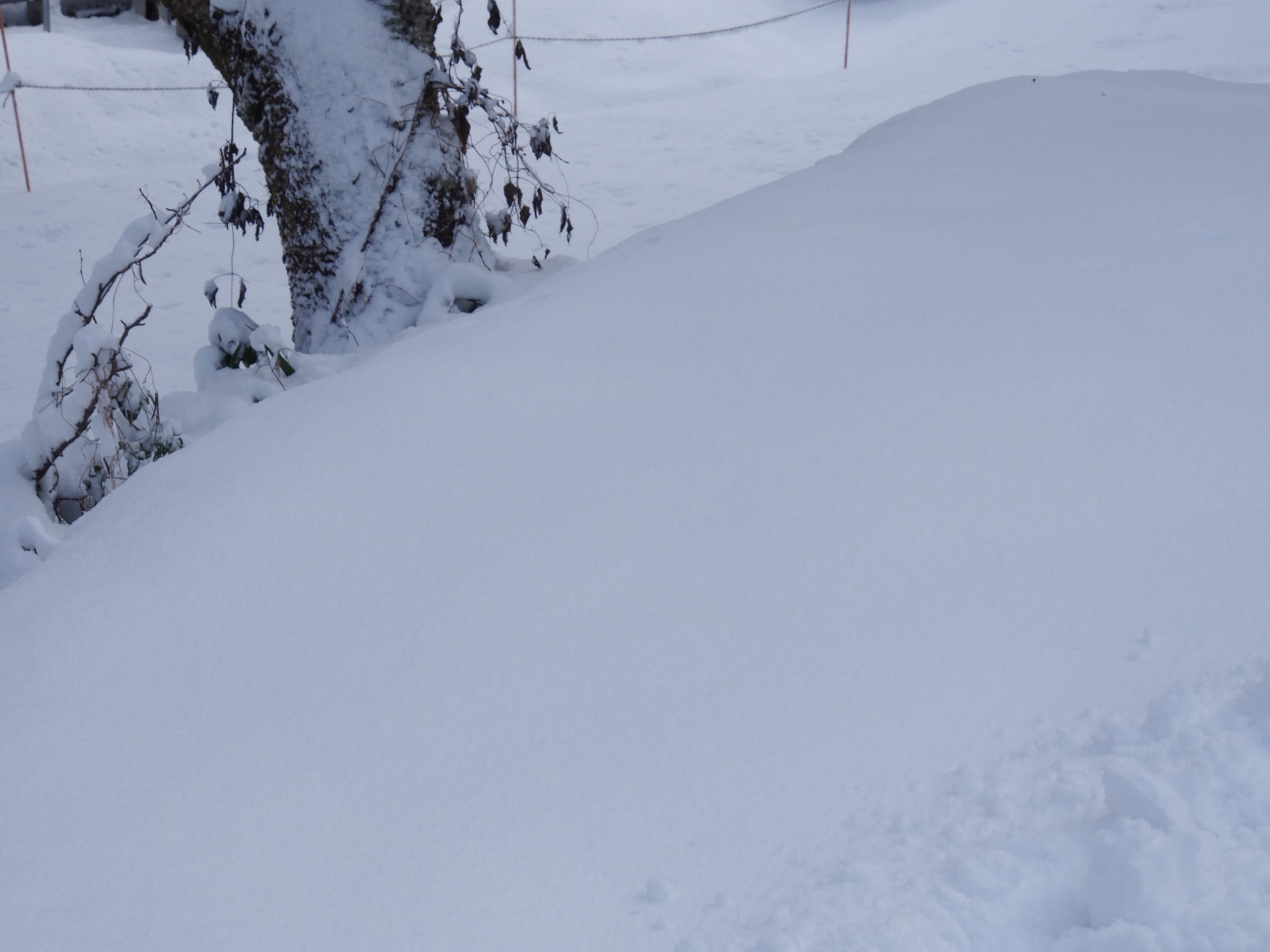 富山県の積雪量2026最新状況｜平年比の真相と交通・豪雪リスク徹底検証