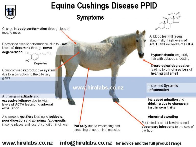 What Causes Cushing's Disease in Horses