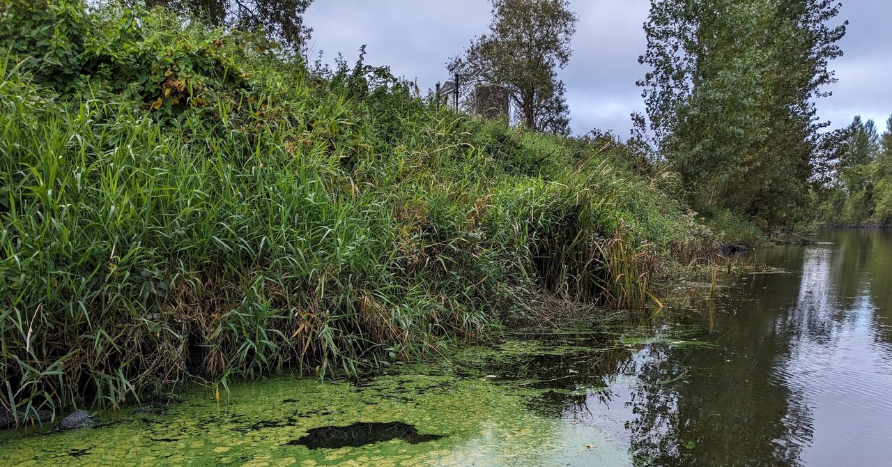 What Does a River Smell Like