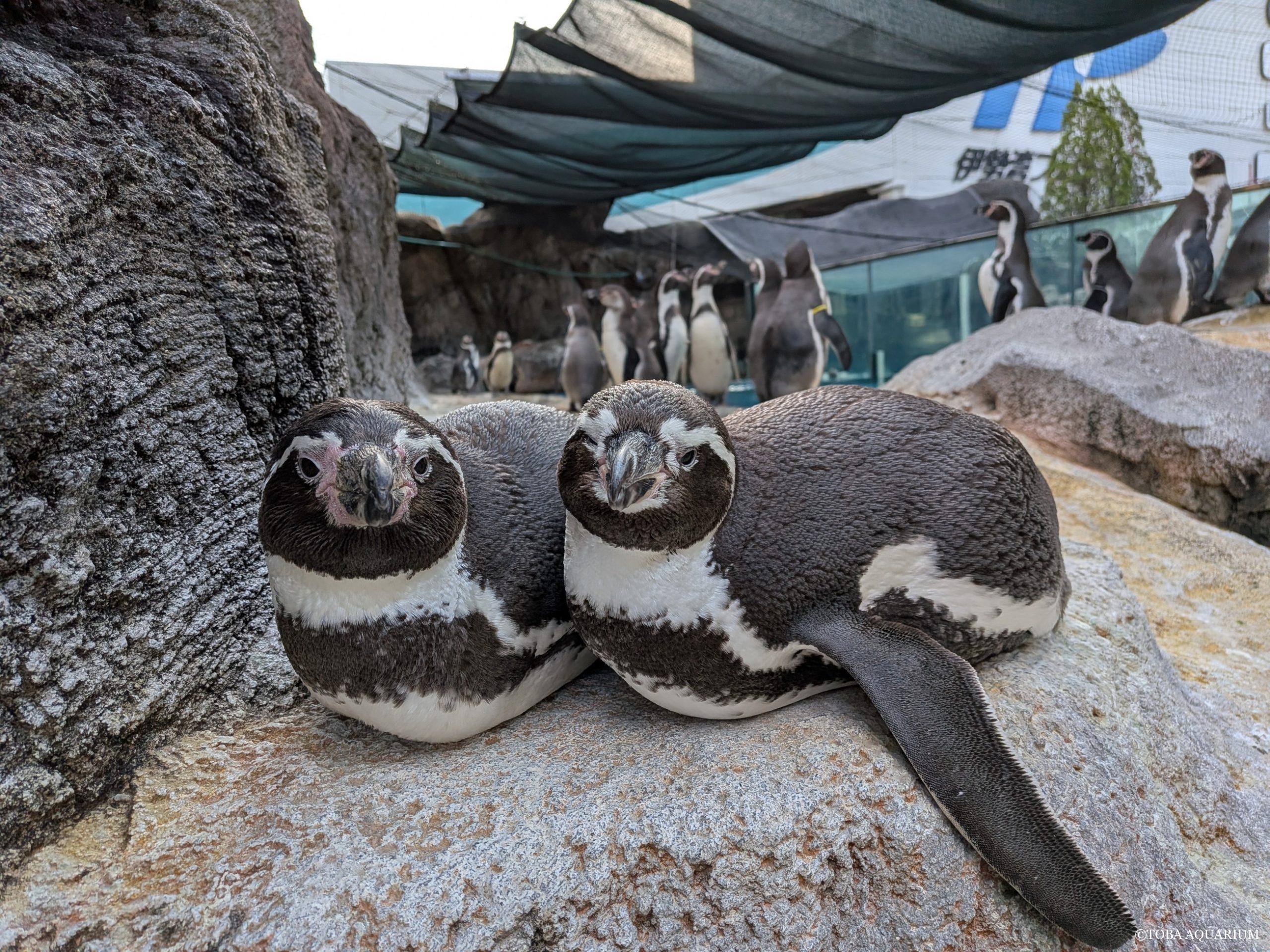 【2026最新】鳥羽水族館ペンギン散歩の時間と見どころ・混雑回避術