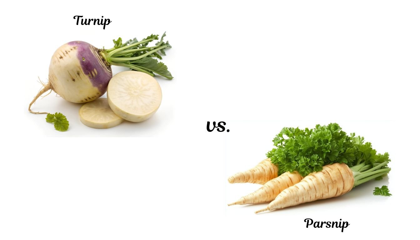 Difference Between Parsnips and Turnips