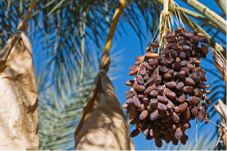 Where Do Dates Originate From