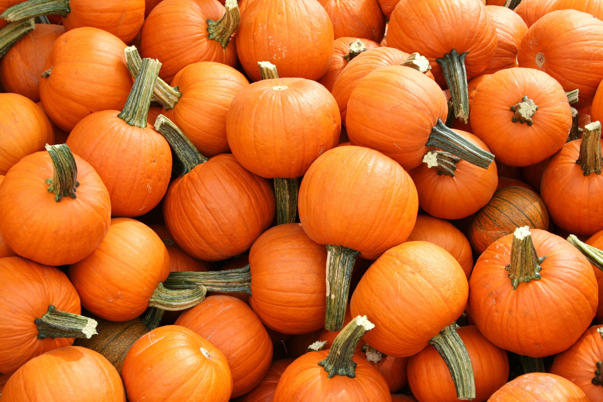 What Are Pie Pumpkins
