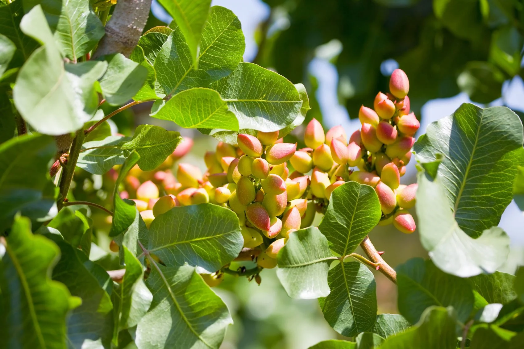Where Do Pistachios Come From