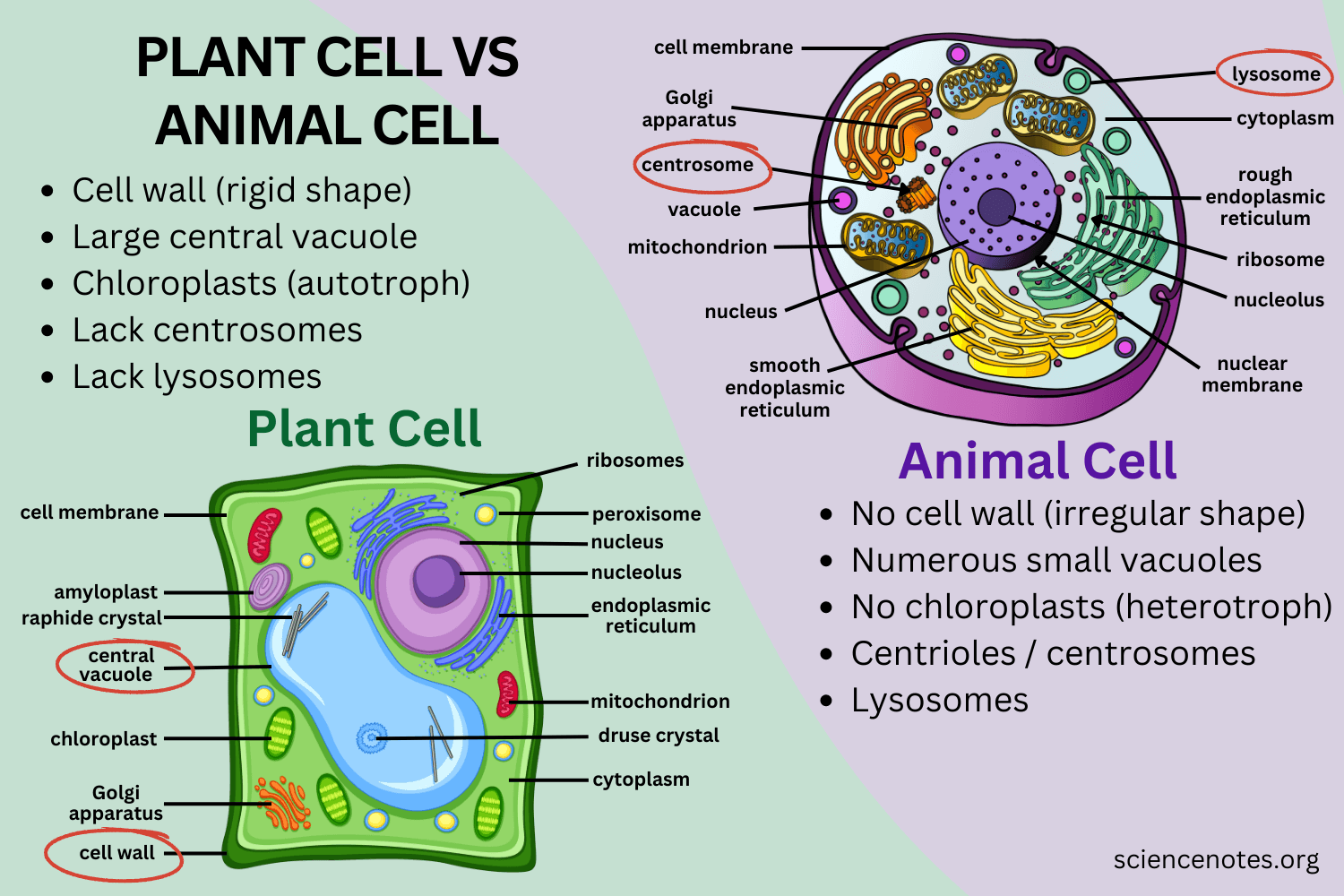 Three Differences Between Plant Cells and Animal Cells