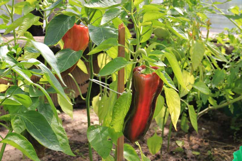 Do Poblano Peppers Turn Red