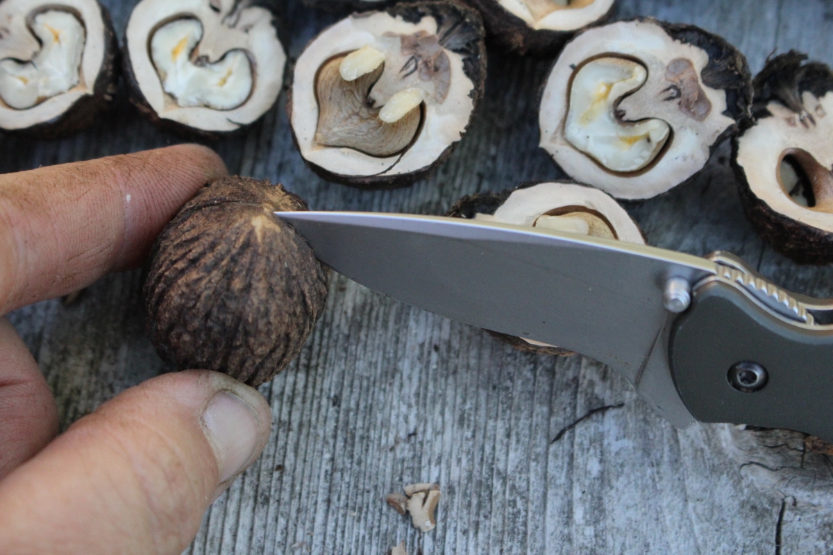 How to Open Black Walnuts