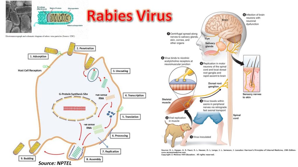 How Is Rabies Transmitted