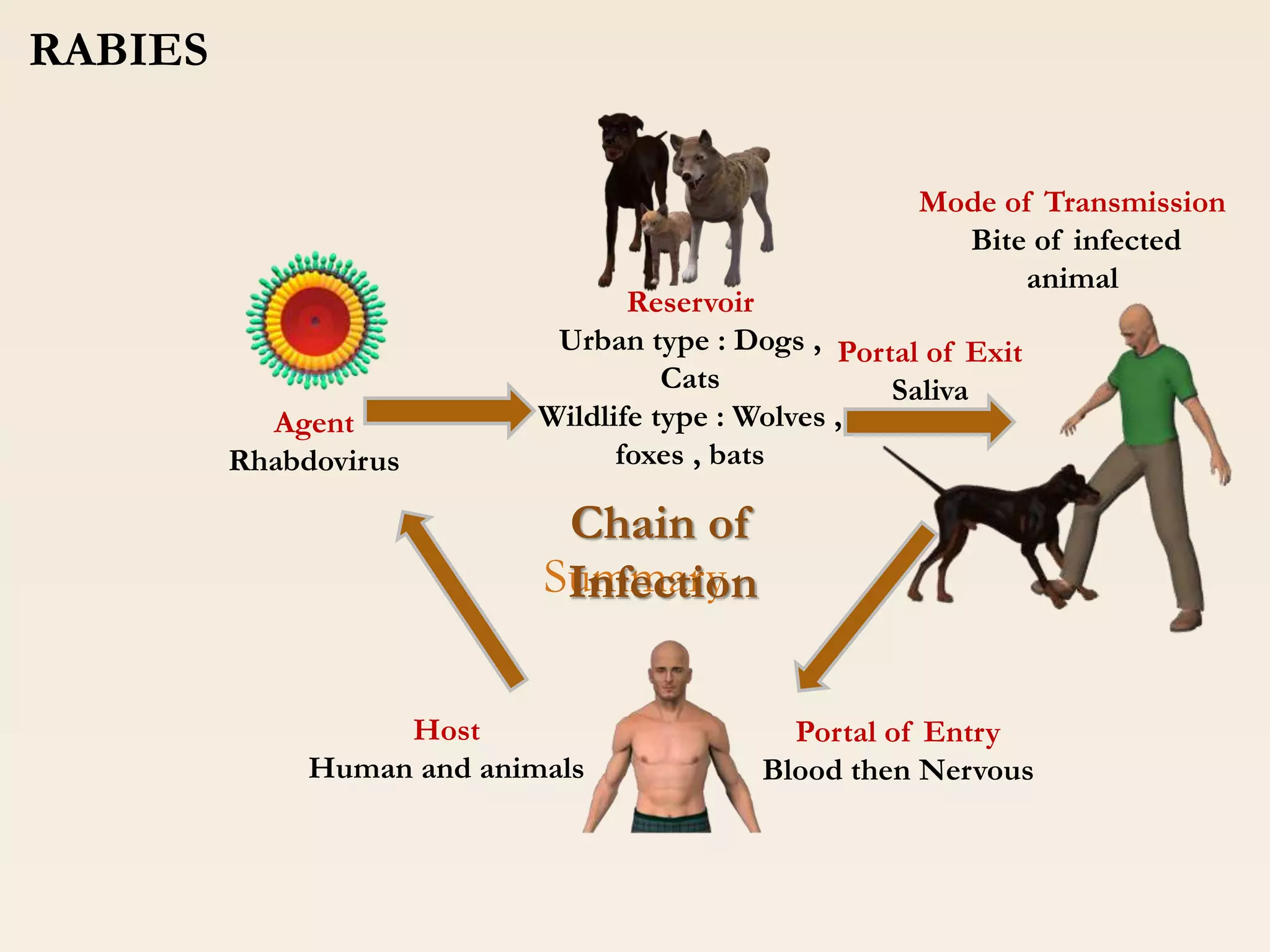 Method of Transmission of Rabies