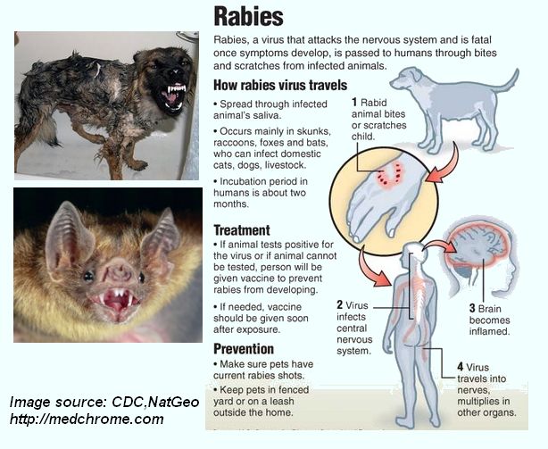 What Happens to Humans When They Get Rabies