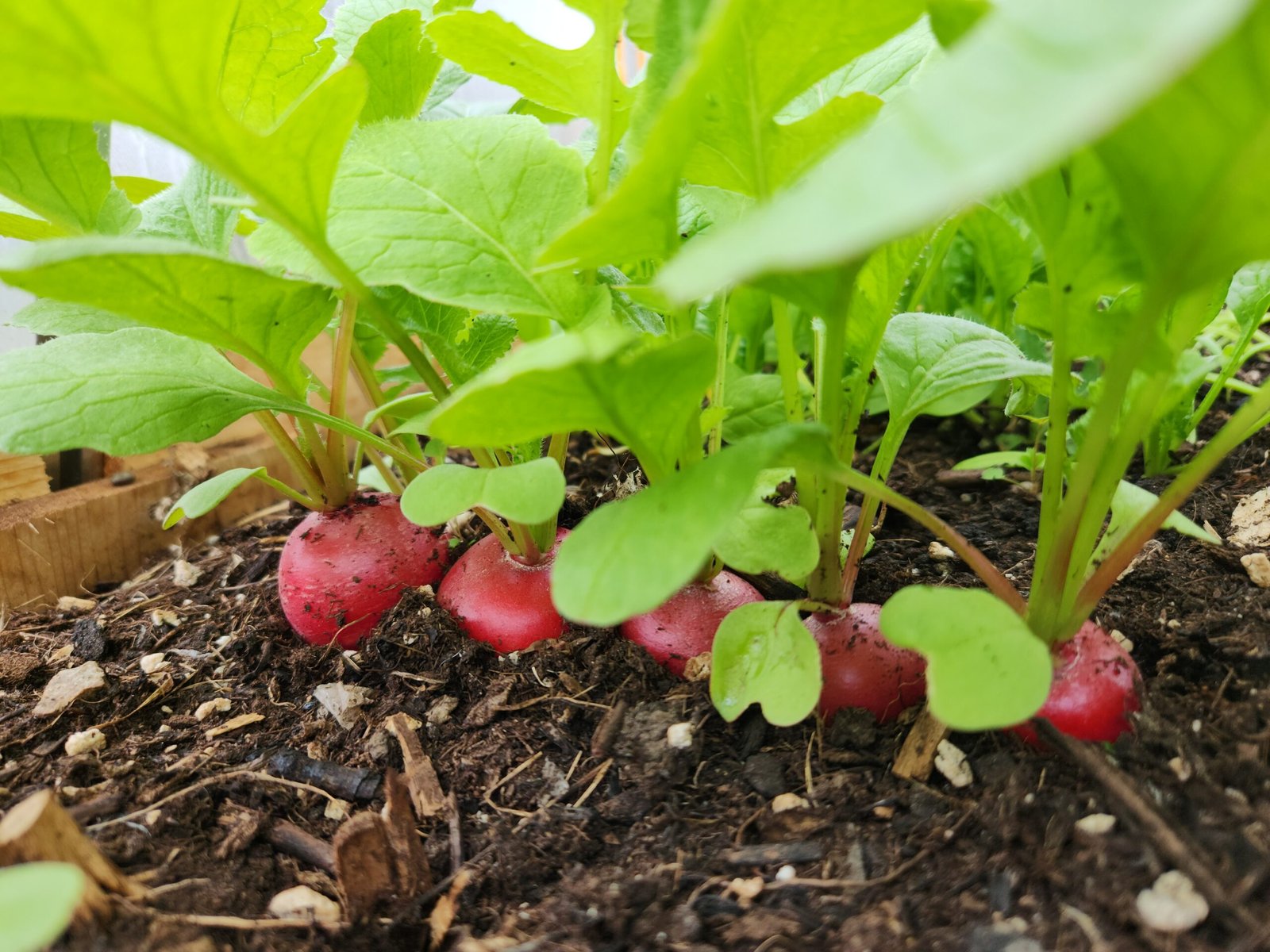 When Should Radishes Be Planted