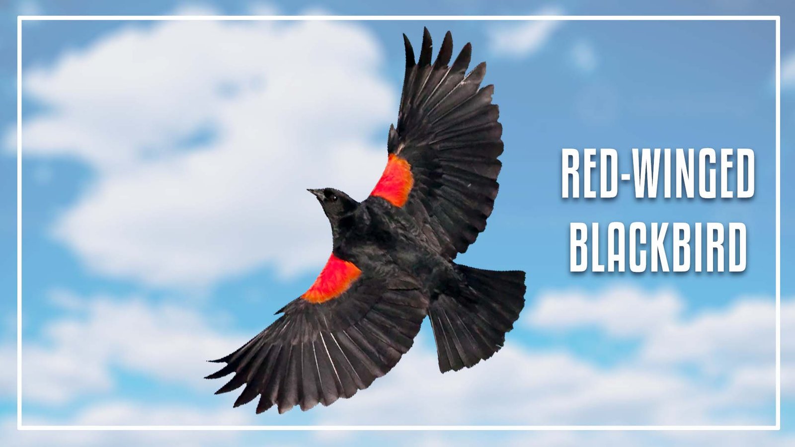 Black Bird with Orange Stripe on Wing