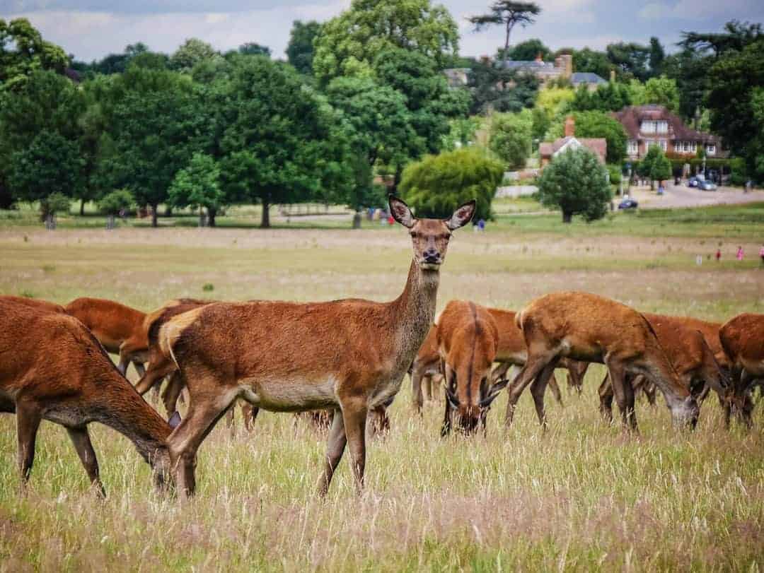 Where Are Deer in Richmond Park