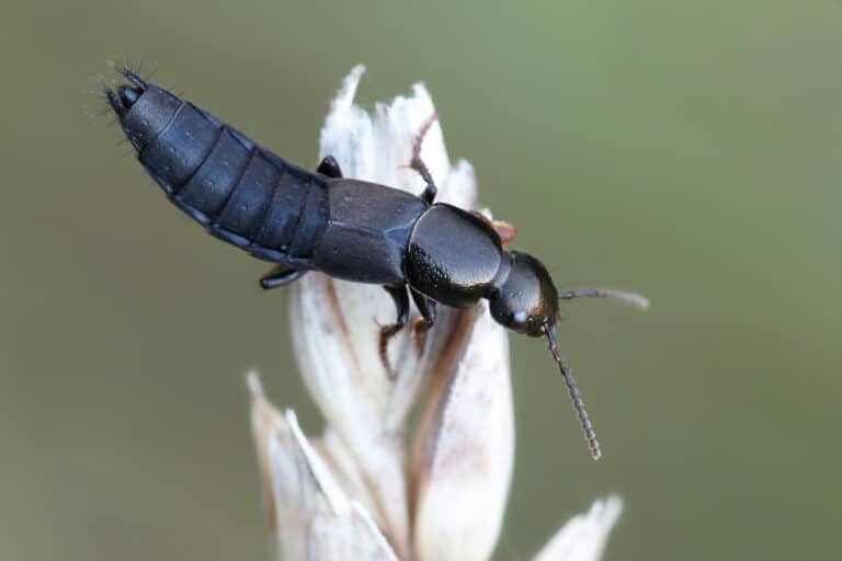 Tiny Black Bug with Pointed Tail