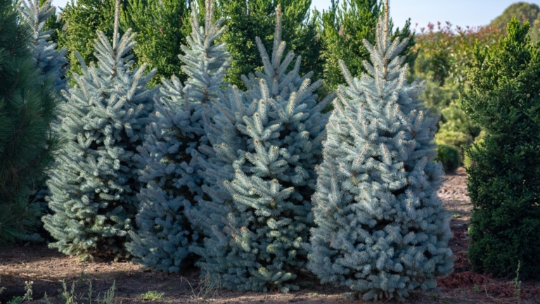 How Big Does a Blue Spruce Get