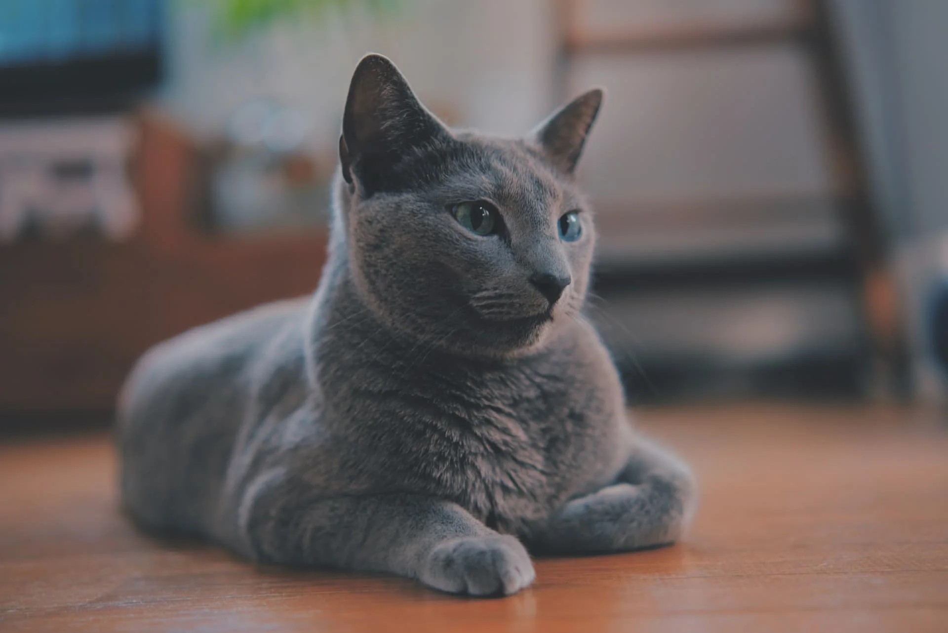 毛の抜けない猫は実在する？プロが明かす抜け毛の少ない猫種と真相
