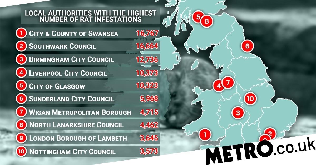 How Many Rats Are in the Uk
