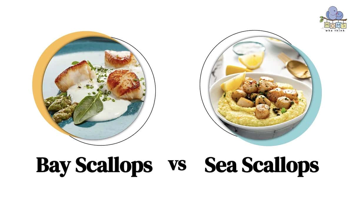 Sea Scallops Versus Bay Scallops
