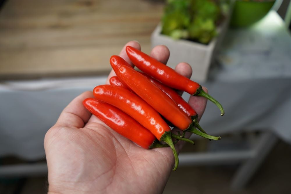 Serrano Pepper Turn Red