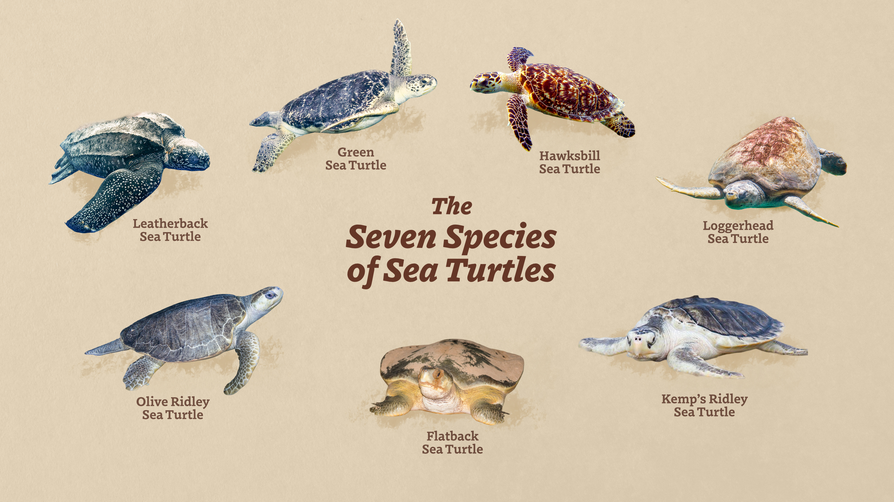 Name of the Turtles
