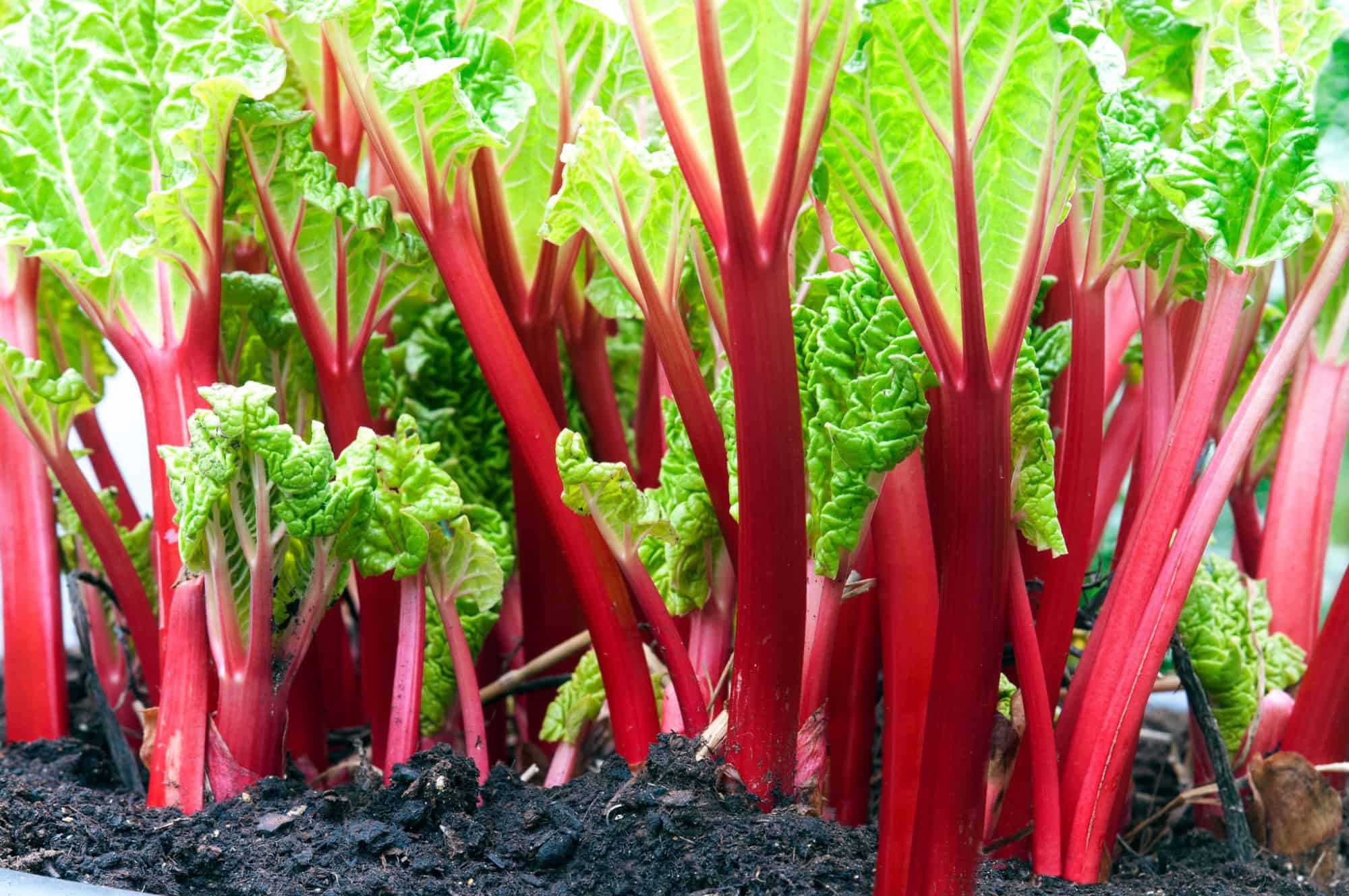 When Are Rhubarb in Season