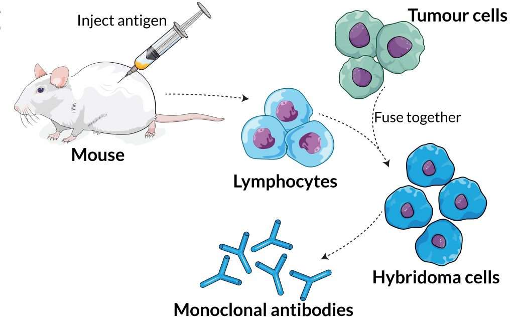 How to Produce Monoclonal Antibodies