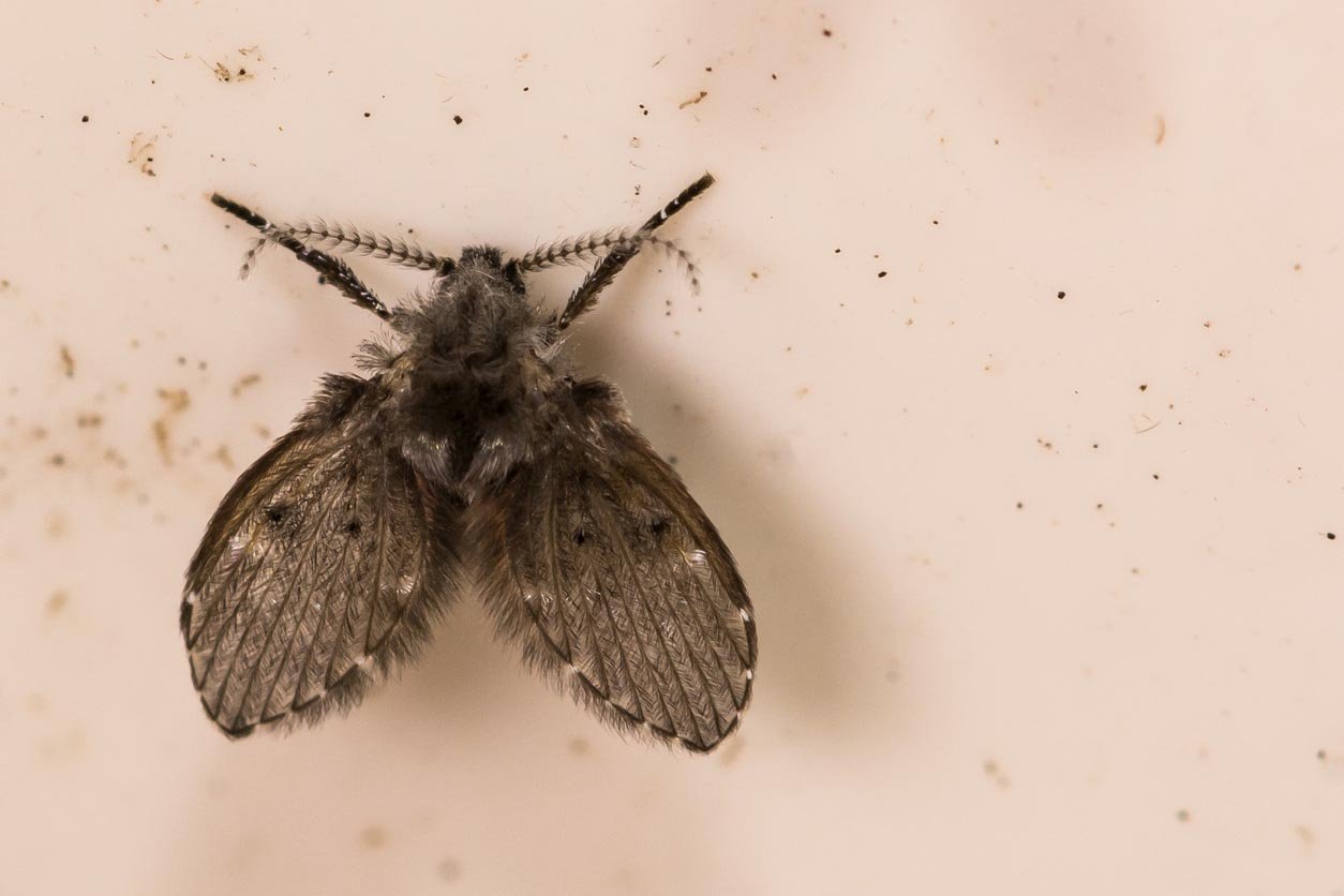 Small Black Flying Insects in House