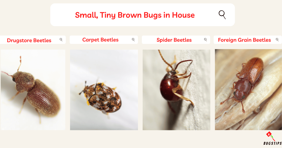 Tiny Brown Bugs in House Uk