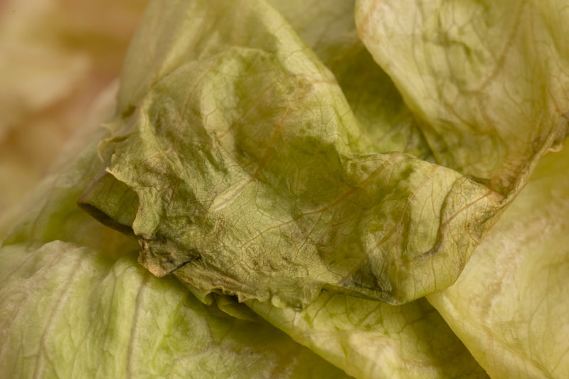 How to Know If Lettuce Is Bad