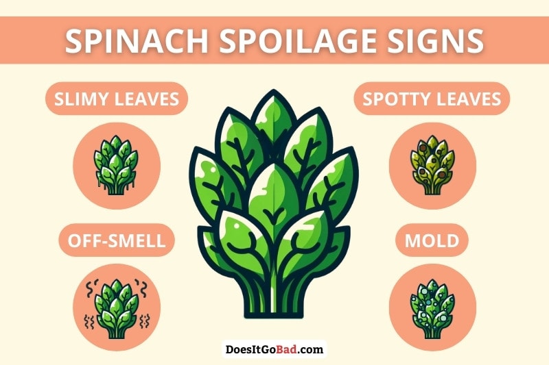 How to Know If Spinach Has Gone Bad