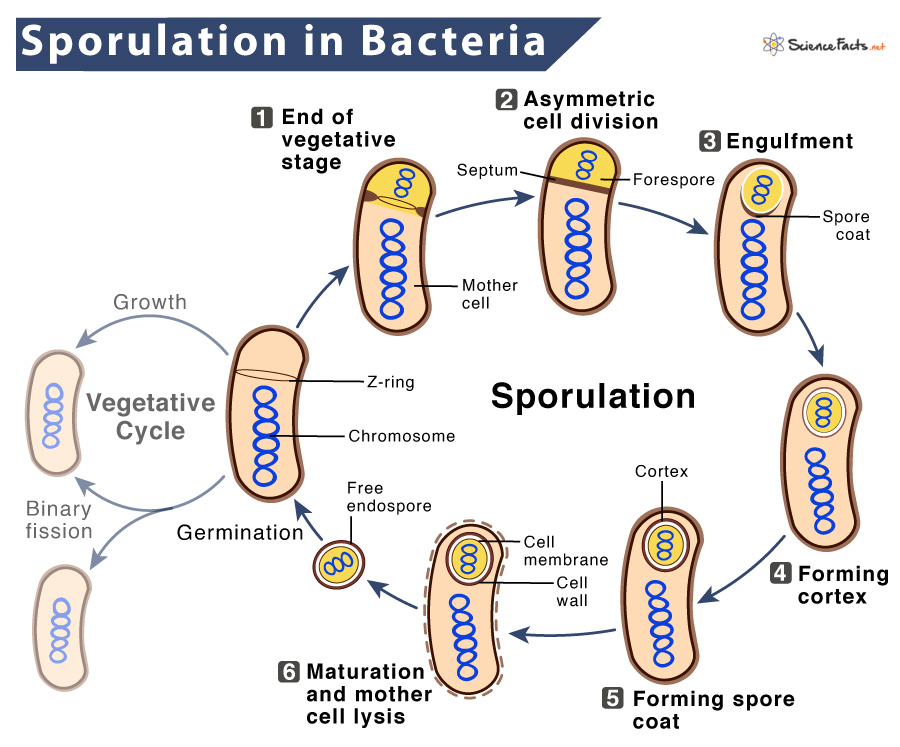 Spore Forming Bacteria Examples
