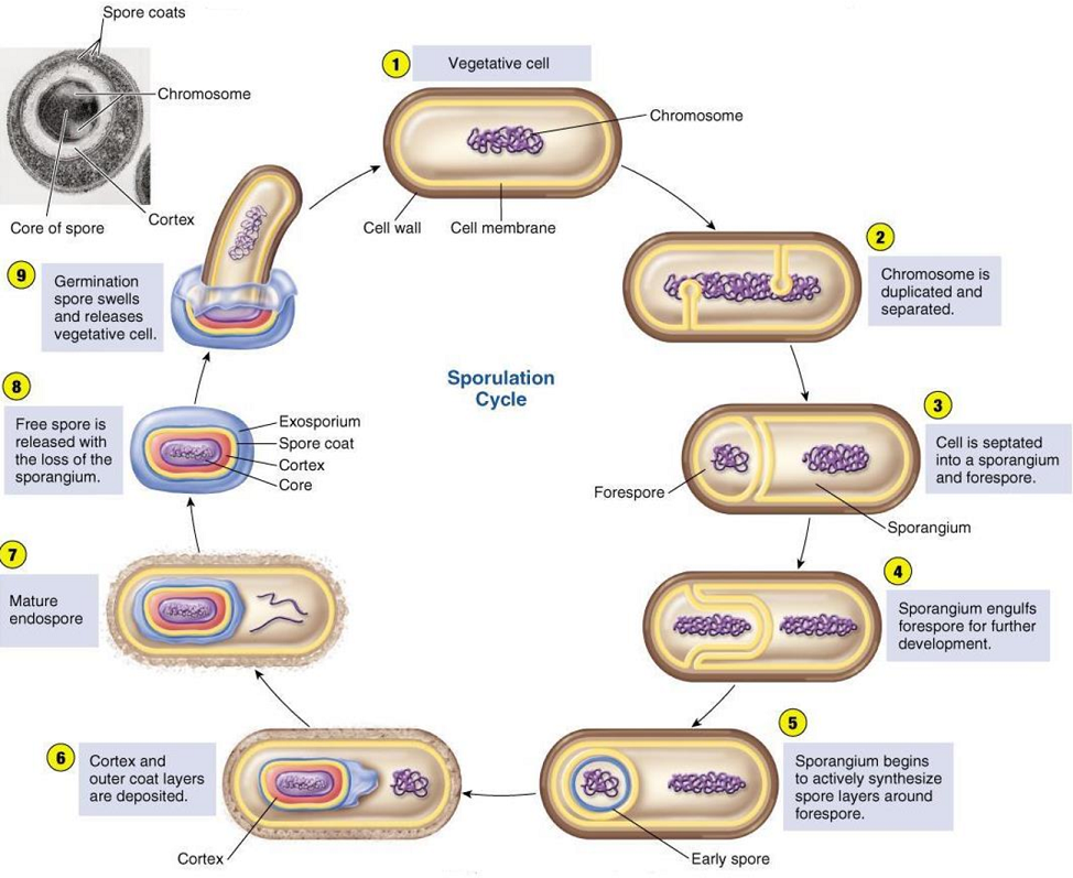 Formation of Bacterial Spore