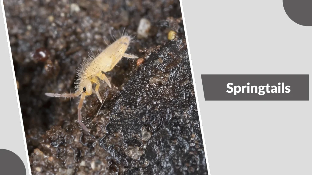 Springtails Tiny Black Bugs That Jump Like Fleas