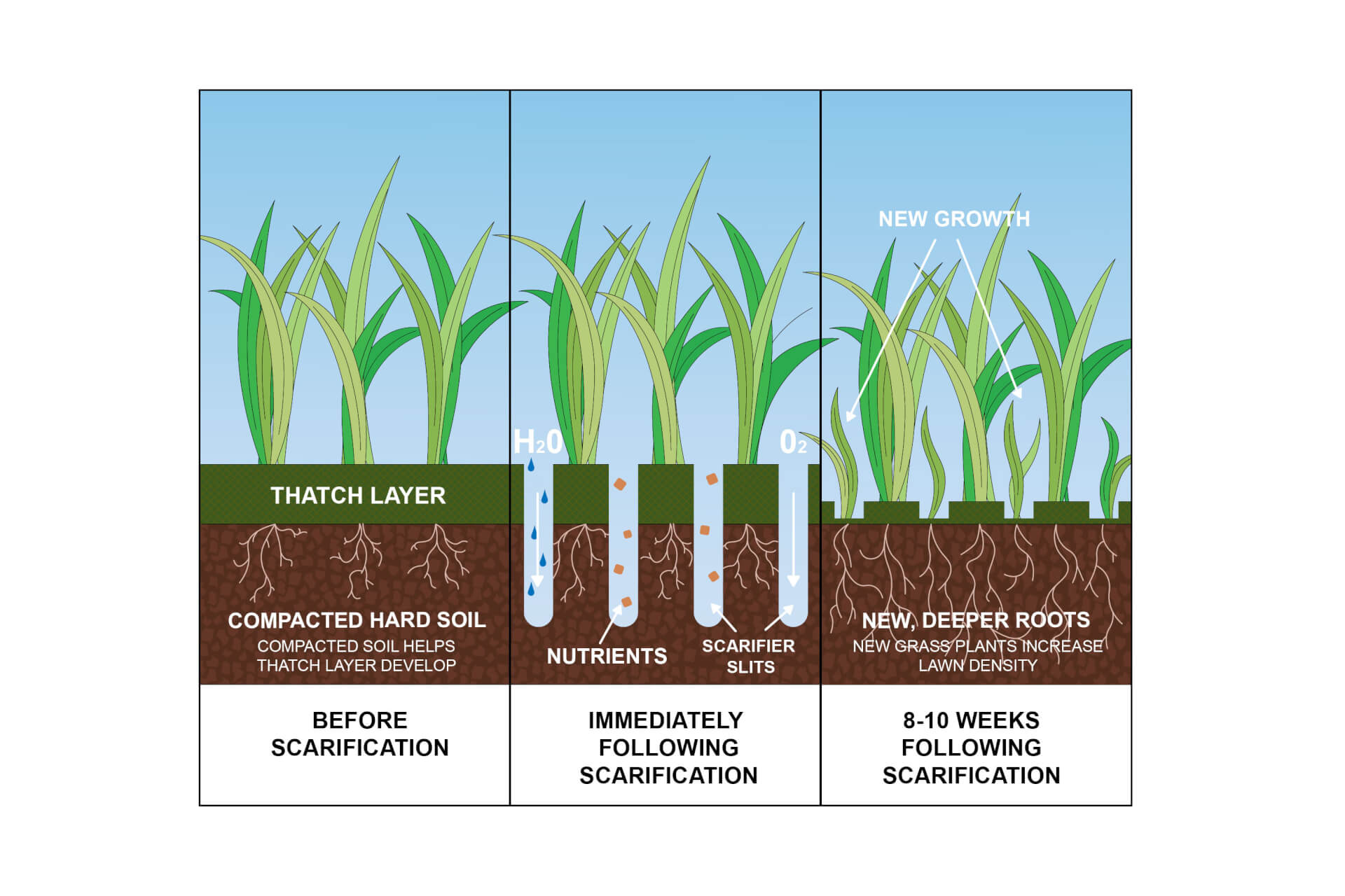 When Best to Scarify a Lawn