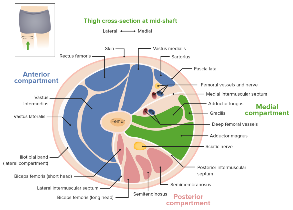 Correctly Label the Cross Section of the Thigh