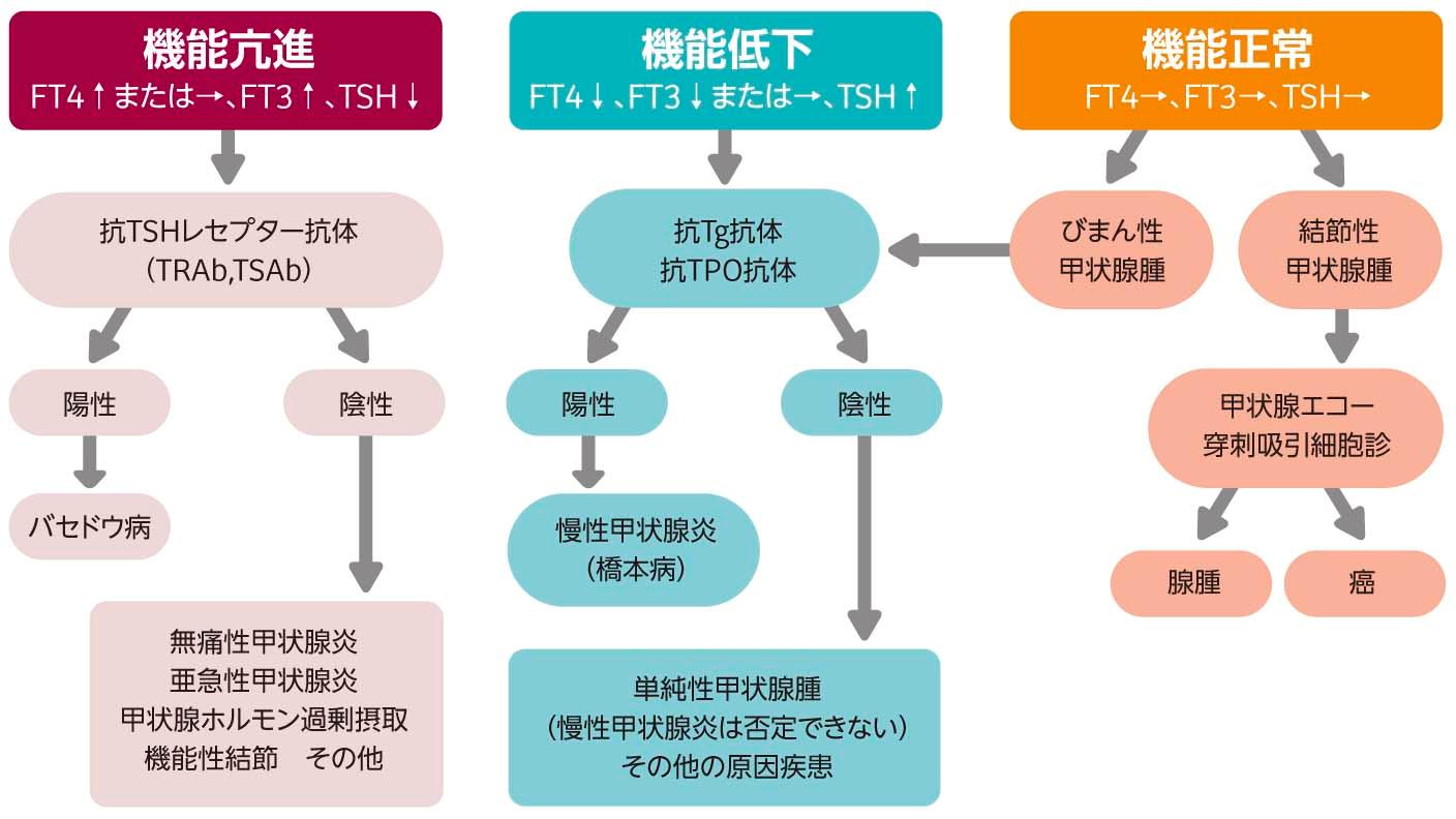 甲状腺機能検査の基準値と費用は？だるさや体重変化の正体を解明