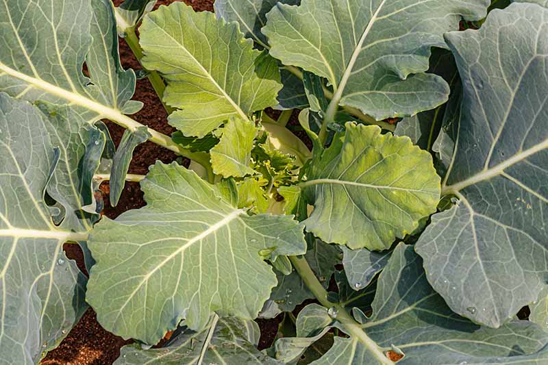 Are Kohlrabi Leaves Edible