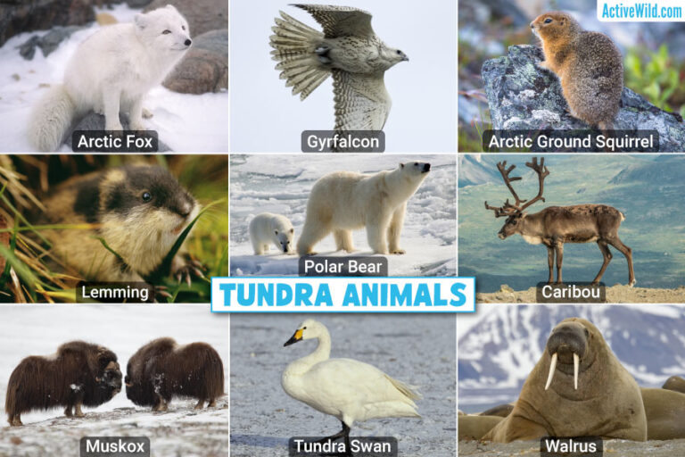 What Are Some Animals That Live in Tundra