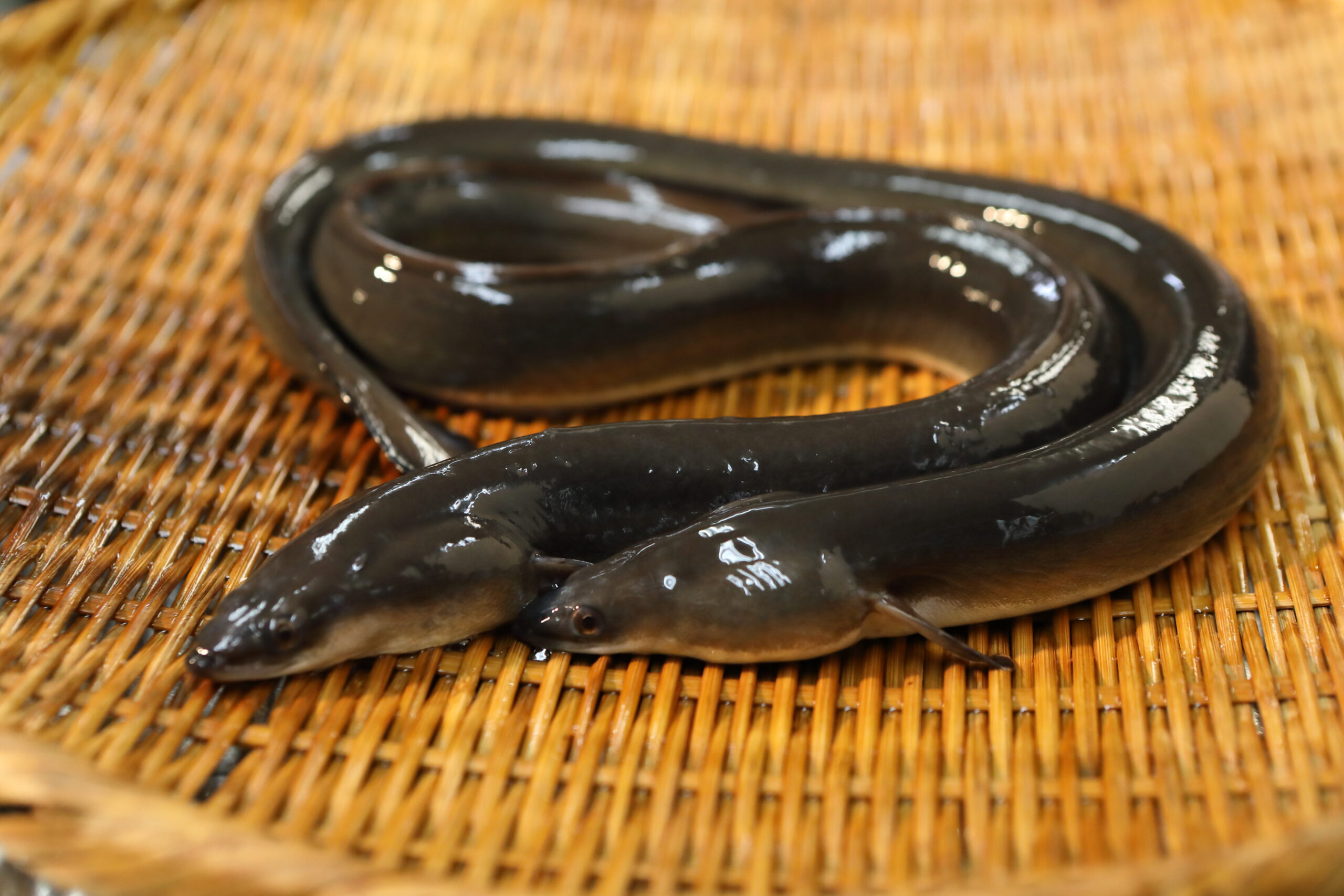【2026年最新】「ウナギの旬は夏」という最大の誤解。老舗職人が明かす本当の食べ頃と、いま起きている価格・資源の激変