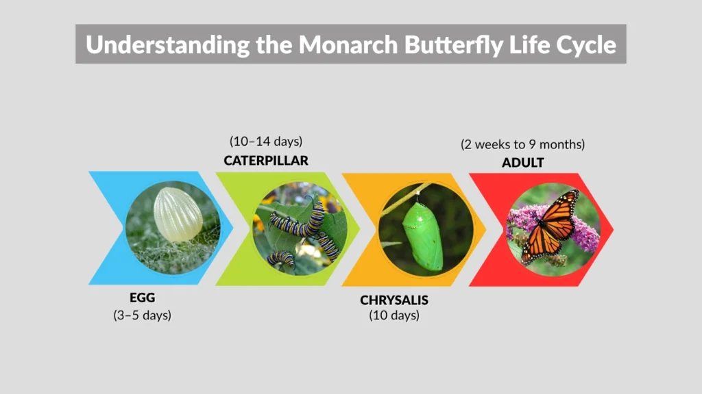How Long Is the Monarch Butterfly Life Cycle